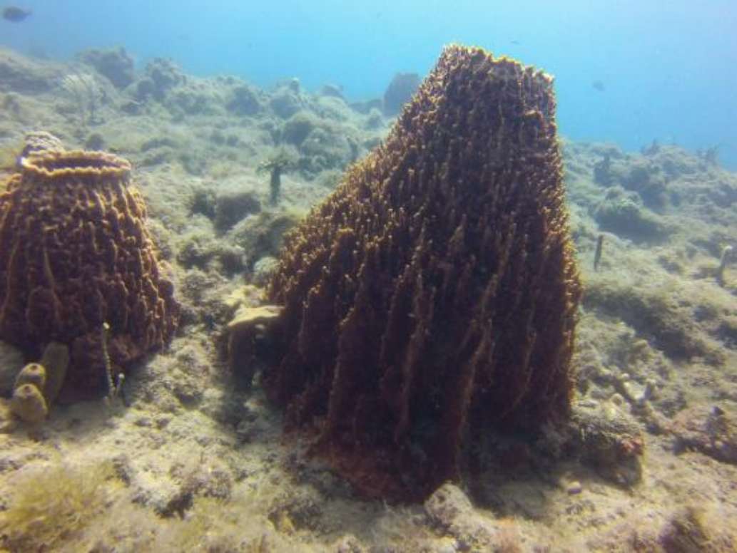 Scuba Montserrat