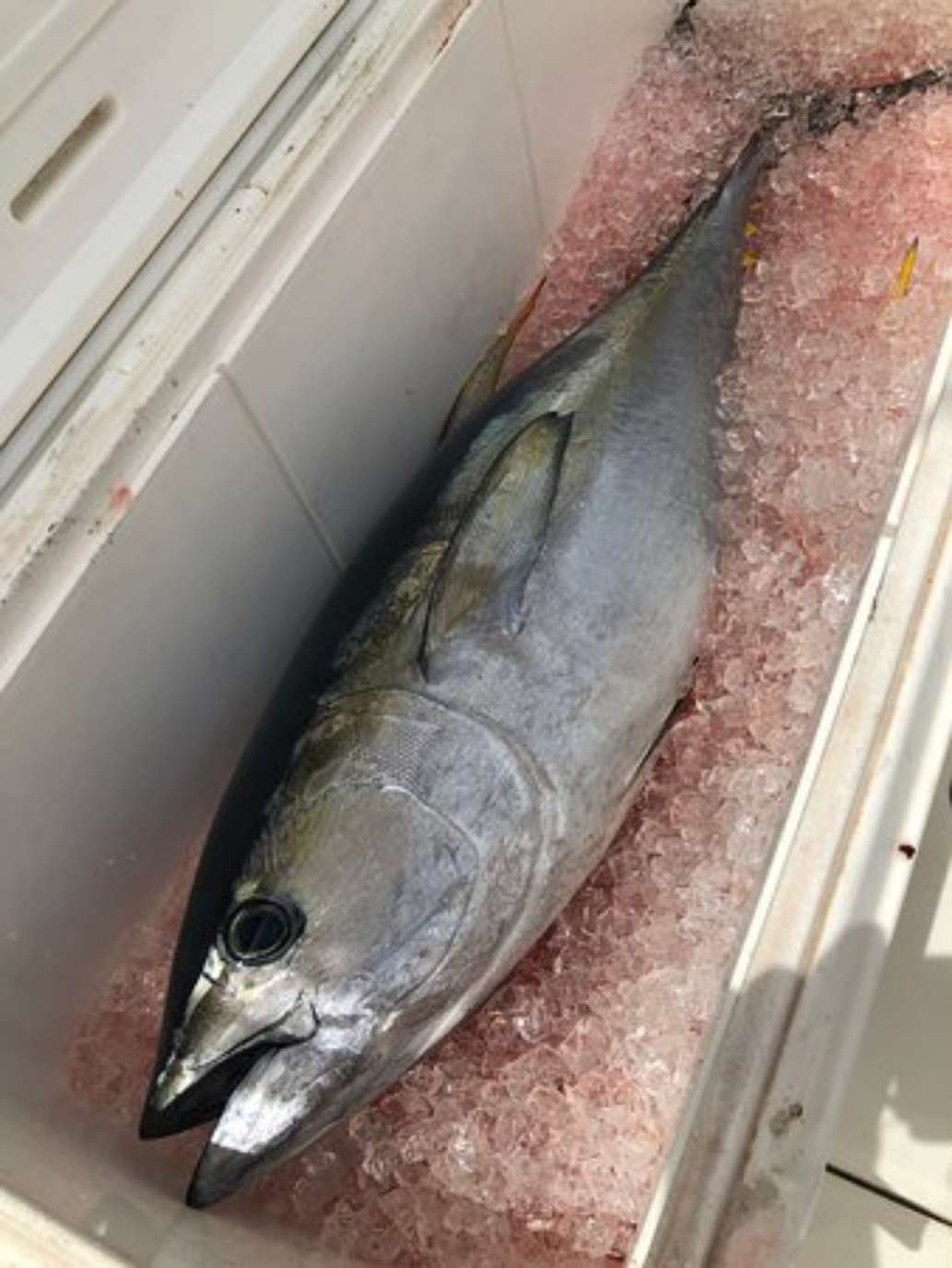 Reel Livin' Charters