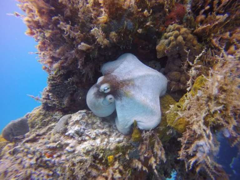 Adventures in Diving STX