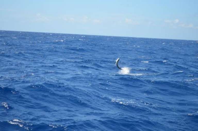 Sea Born Fishing Charters