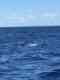 IslandStyle Fishing Whale Watching & Charters