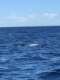 IslandStyle Fishing Whale Watching & Charters