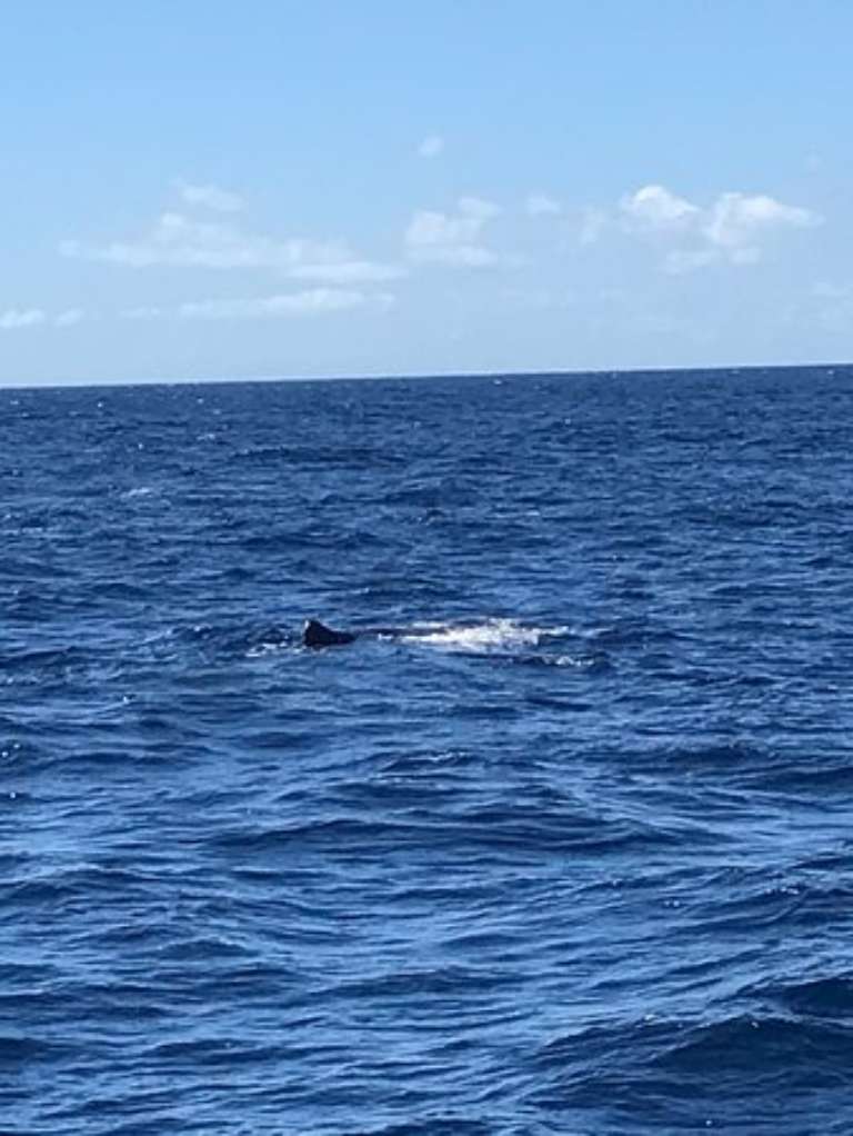 IslandStyle Fishing Whale Watching & Charters