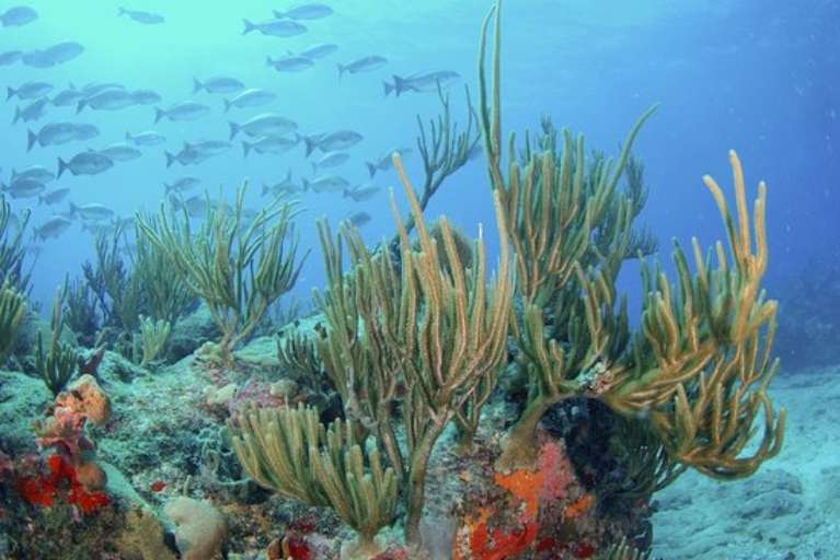 Blue Bubbles Sports & Tours