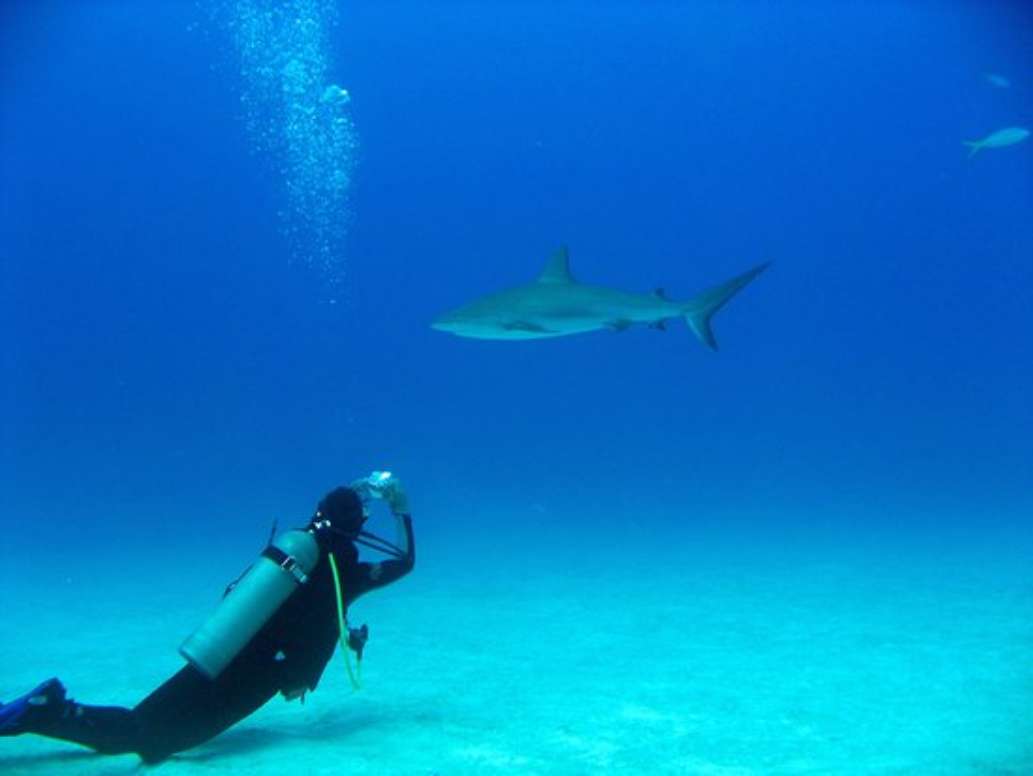 Miller's Dive Shop