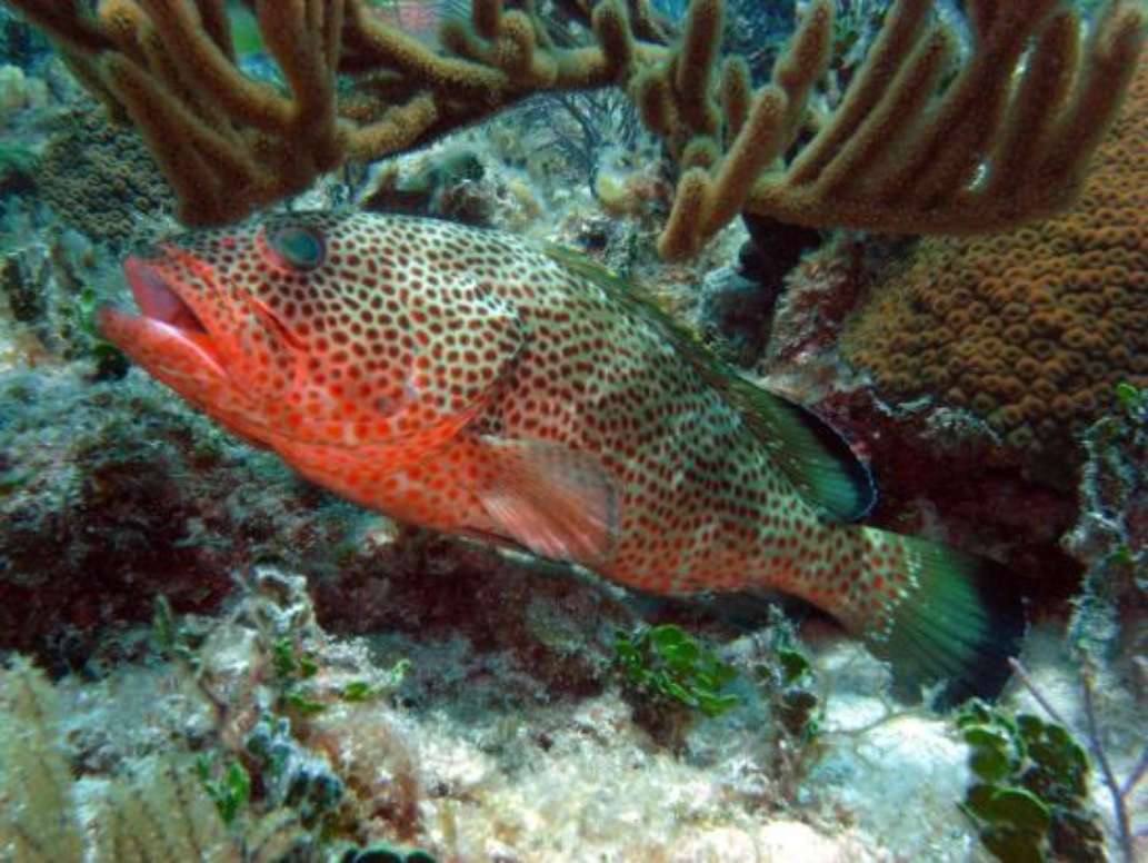 ScubaLibre Varadero