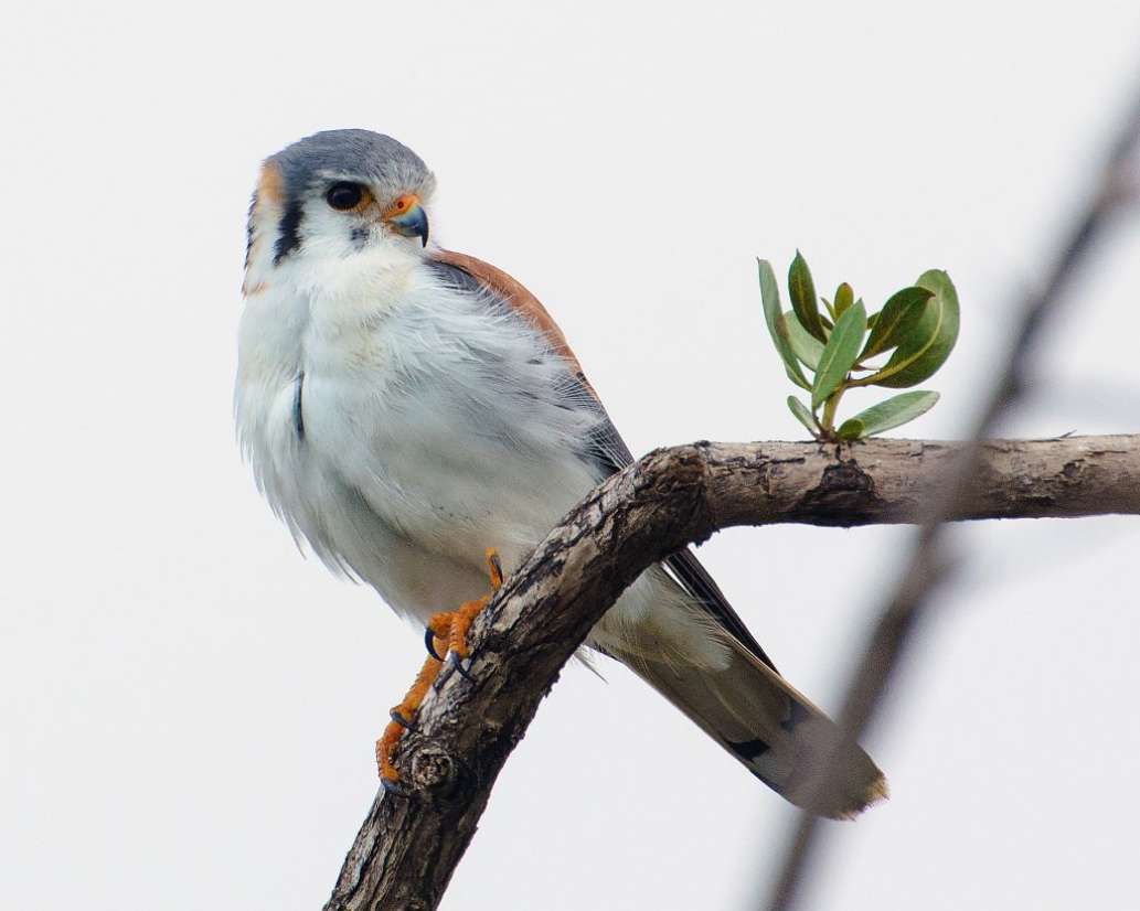 Birdwatching with Paulino Lopez Delgado