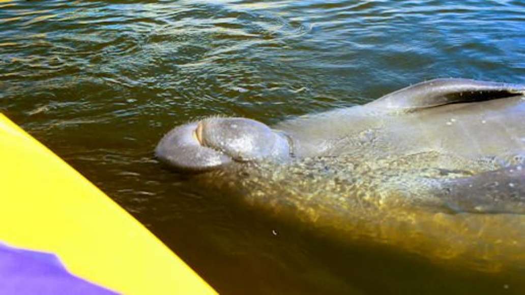 Adventure Kayak of Cocoa Beach
