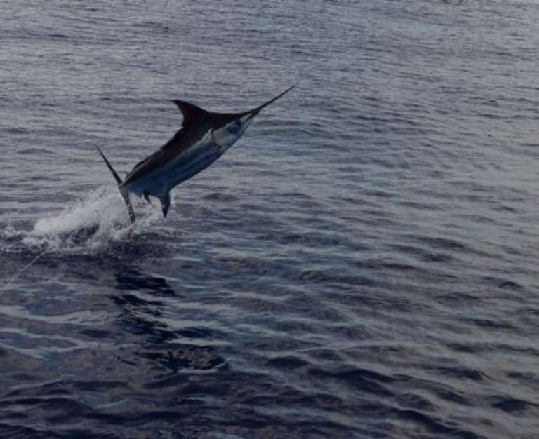 Hula Girl Sport Fishing