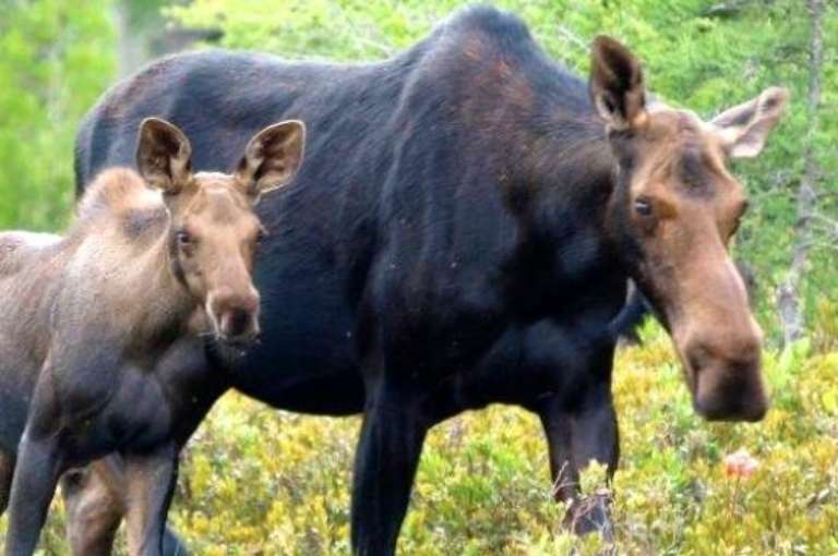 Northwoods Outfitters