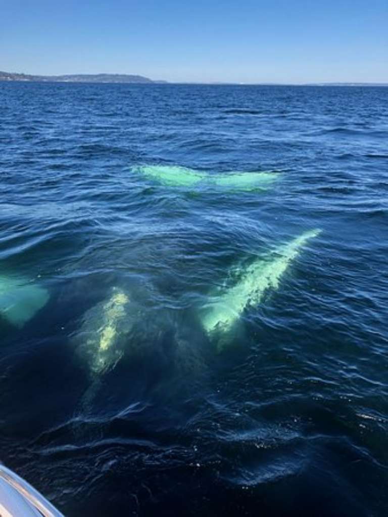 Spot Tail Salmon Guide