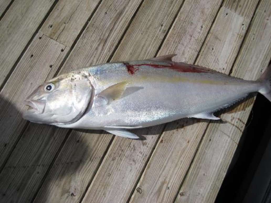 Kingbird Charters