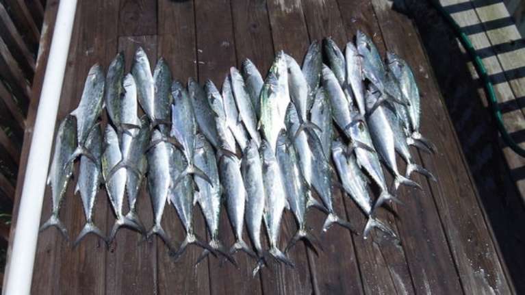 North Myrtle Beach Fishing Charters