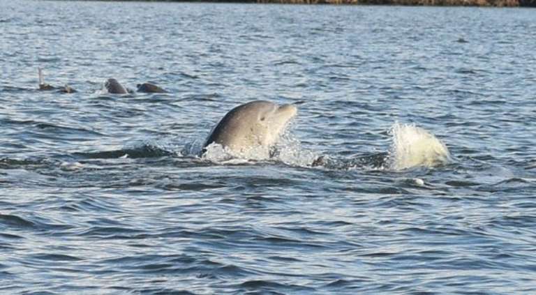 No Free Lunch Fishing Charters