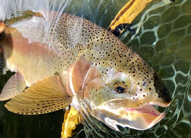 Fly and Field Outfitters