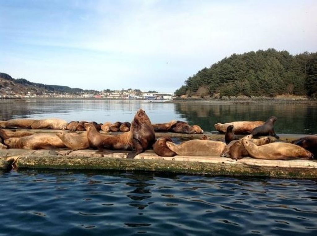 Fish N' Chips Charters Fishing in Kodiak, Alaska Global Outdoors