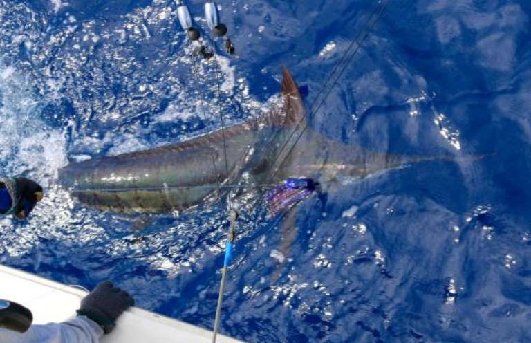 Nemesis Sport Fishing