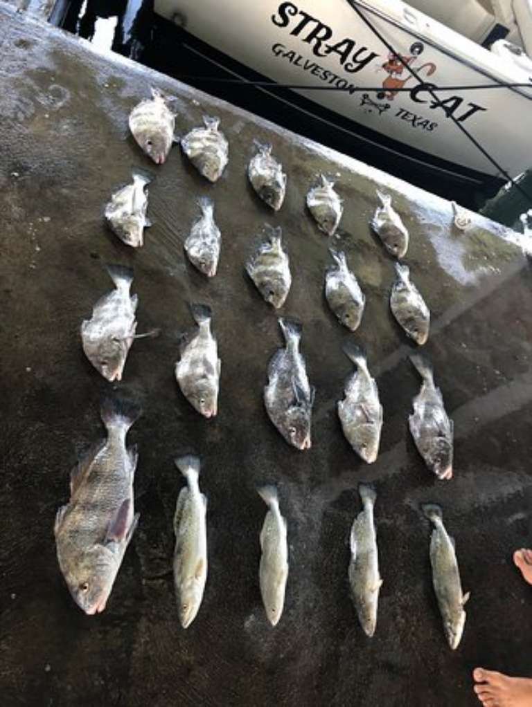 Stray Cat Fishing Charters