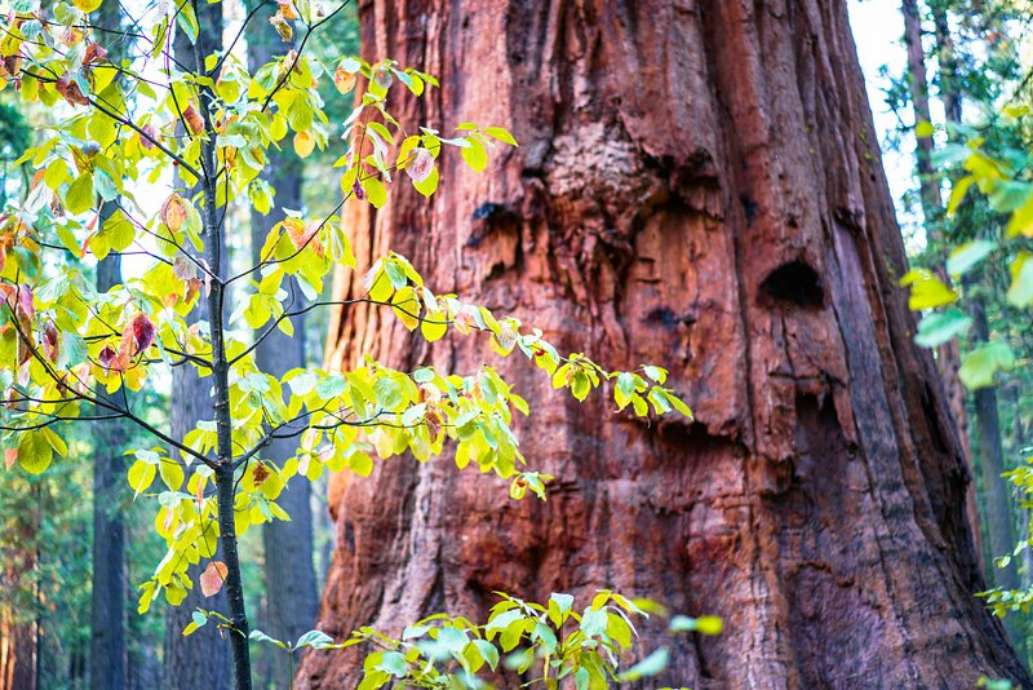 Calaveras Big Trees State Park