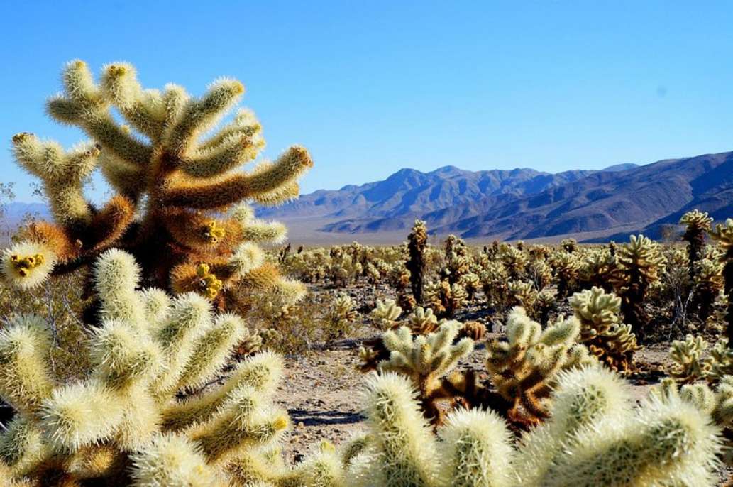 Cholla Cactus Garden