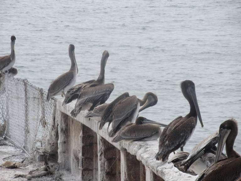 Seacliff State Beach