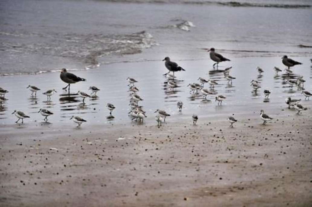 Pismo State Beach