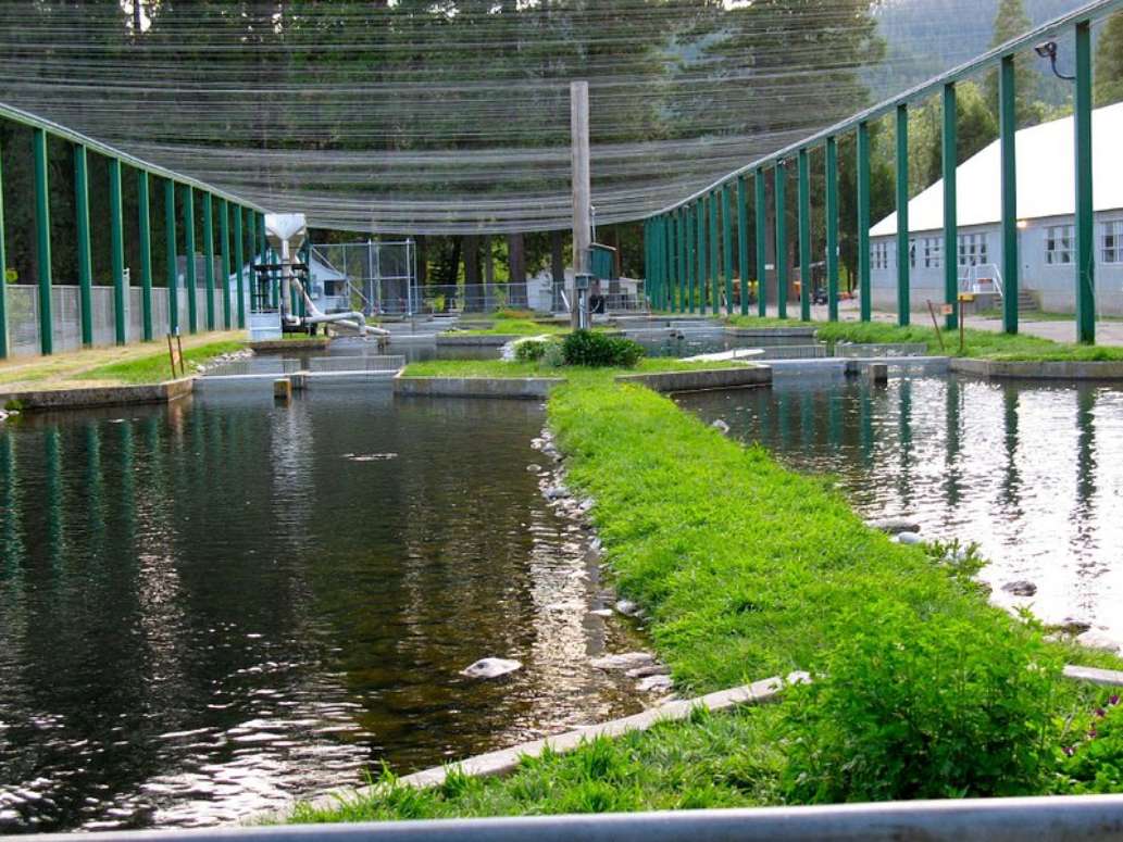 Mount Shasta Fish Hatchery