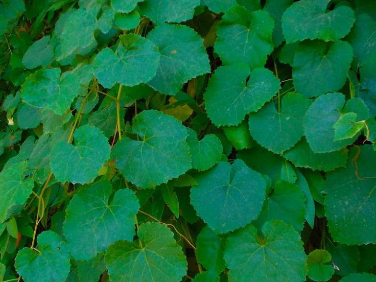 Riverfront Regional Park