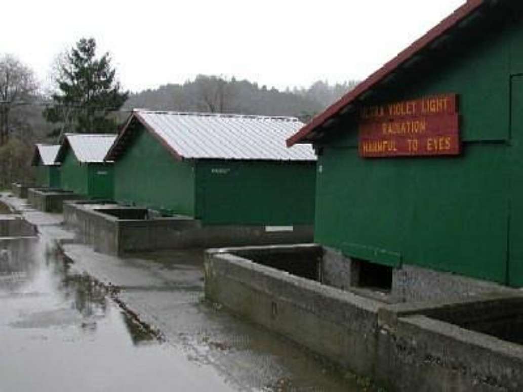 Mad River Hatchery