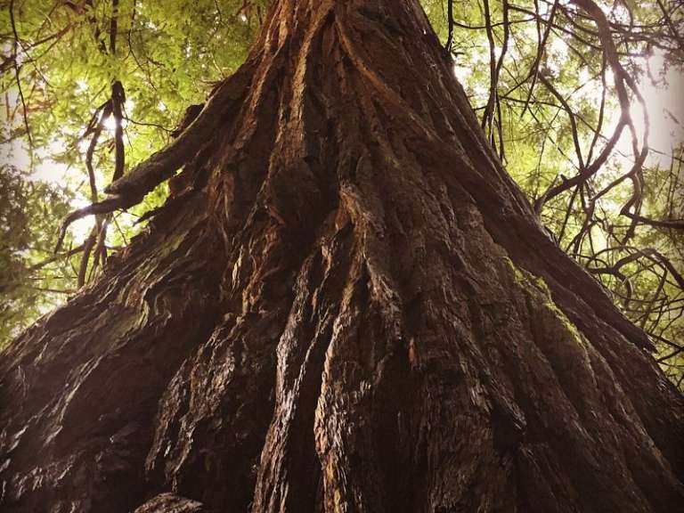 Navarro River Redwoods State Park