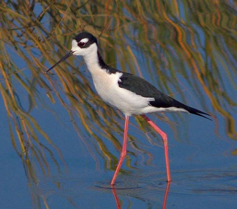 American Canyon Wetlands