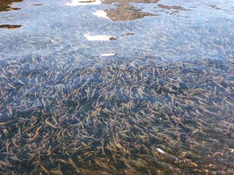 Nimbus Dam and Fish Hatchery