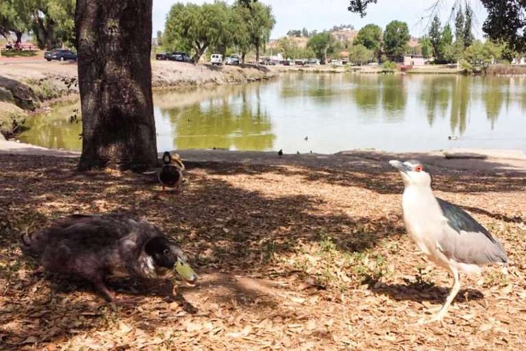 Lindo Lake County Park