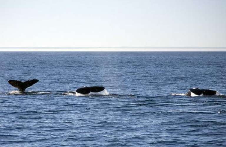 Princess Monterey Whale Watching
