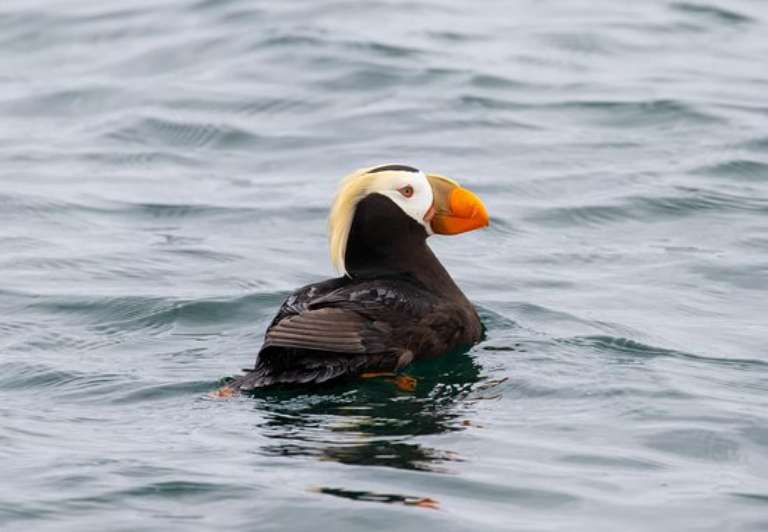Oceanic Society Farallon Islands Whale Watching