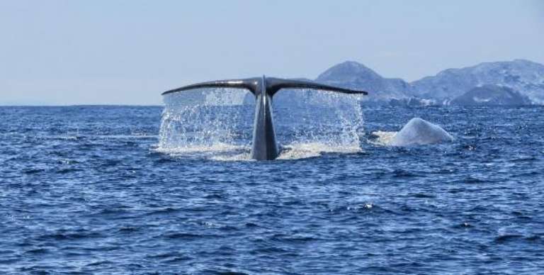 Offshore Blue Adventures