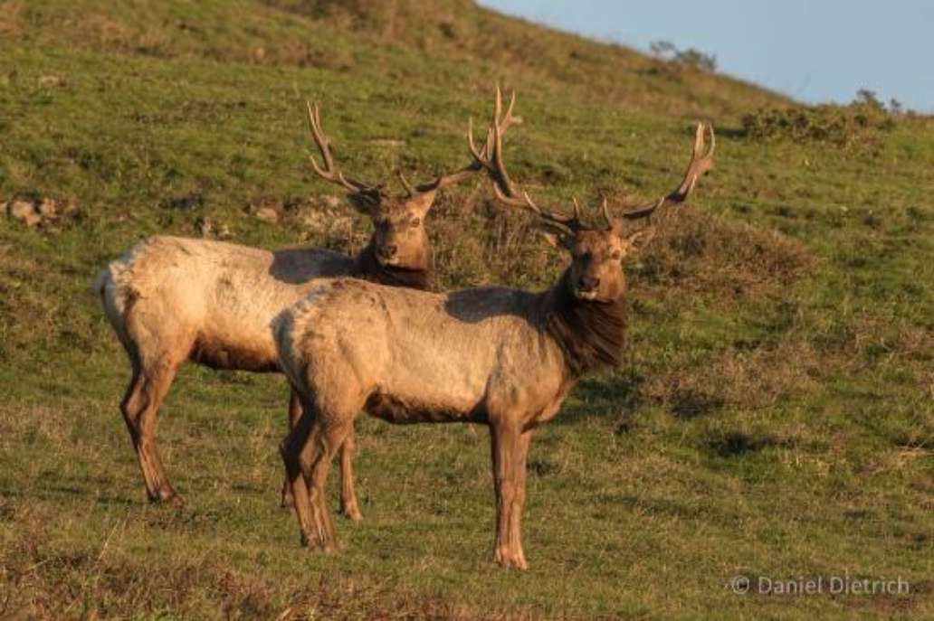 Point Reyes Safaris