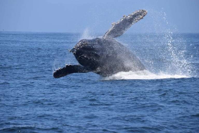 Kahuna Whale Watching