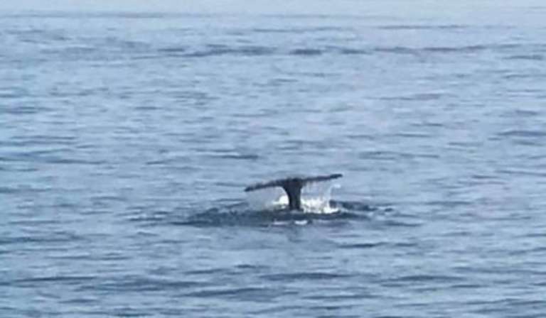 Ocean Explorer Cruises