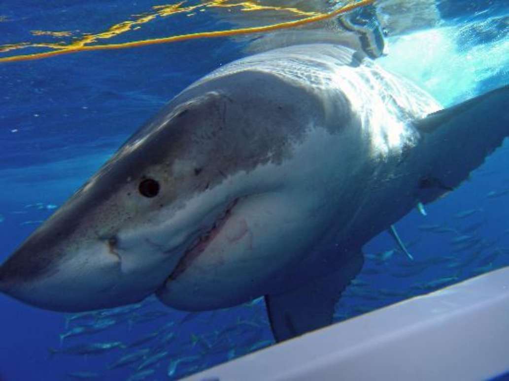 Great White Adventures