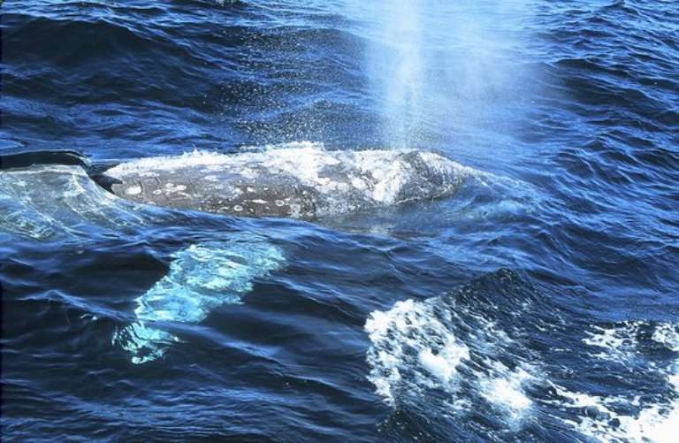 Chris' Fishing Trips & Whale Watching