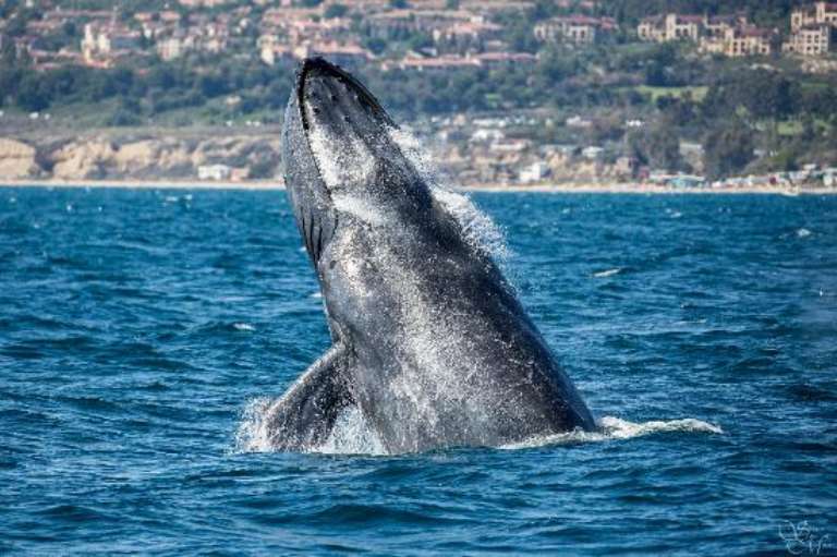 Newport Landing Sportfishing