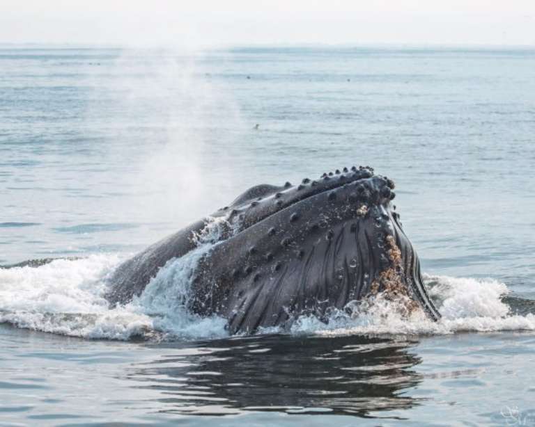 Discovery Whale Watch