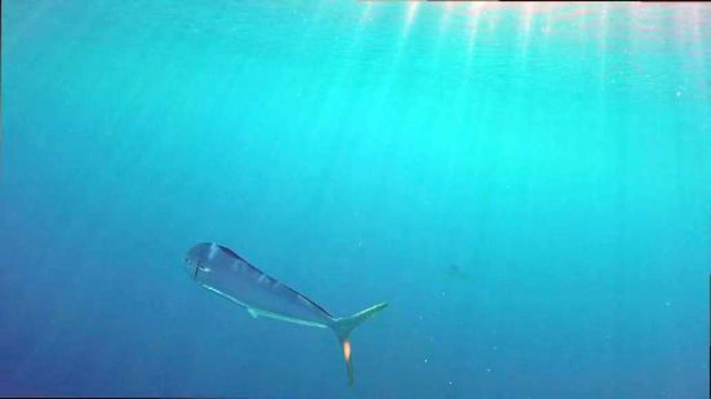Fishing Charters San Diego - Day Adventures