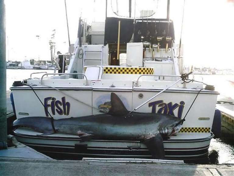 Fish Taxi Sportfishing and Boat Charter