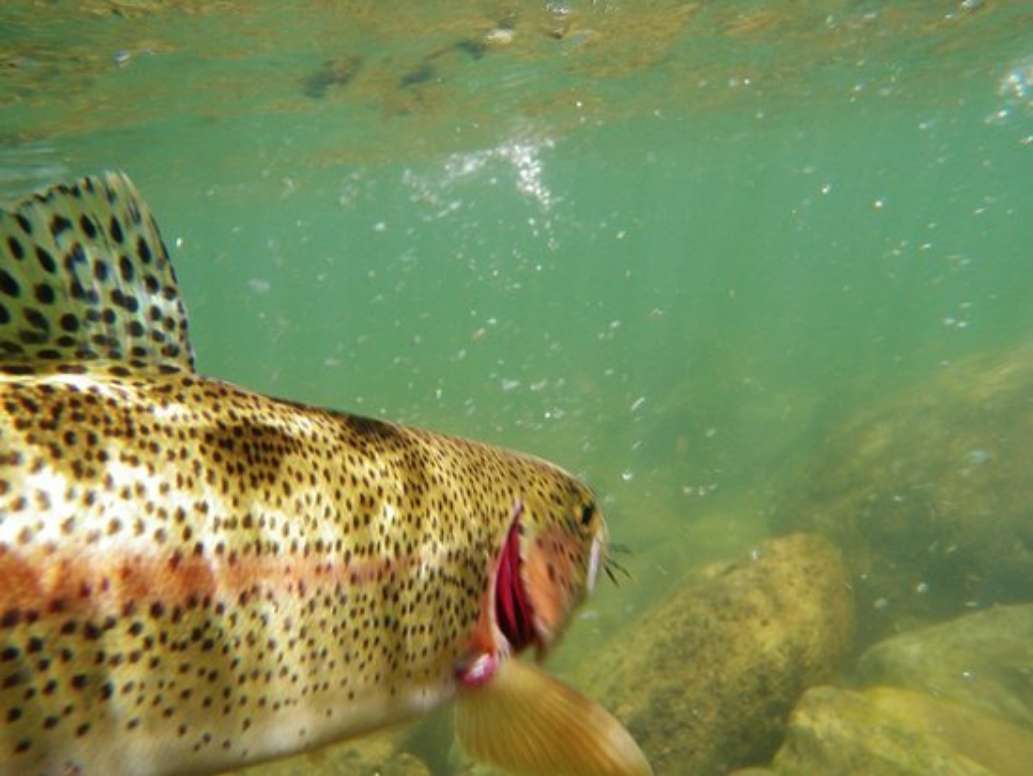 McCloud Fly Fishing Adventures
