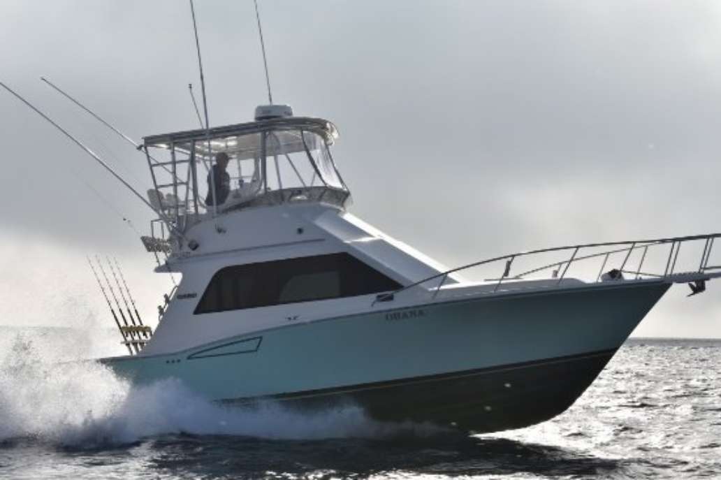 Harbor Boat Rentals & Charters