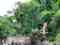 Island Journeys - Puerto Rico Rainforest Tours