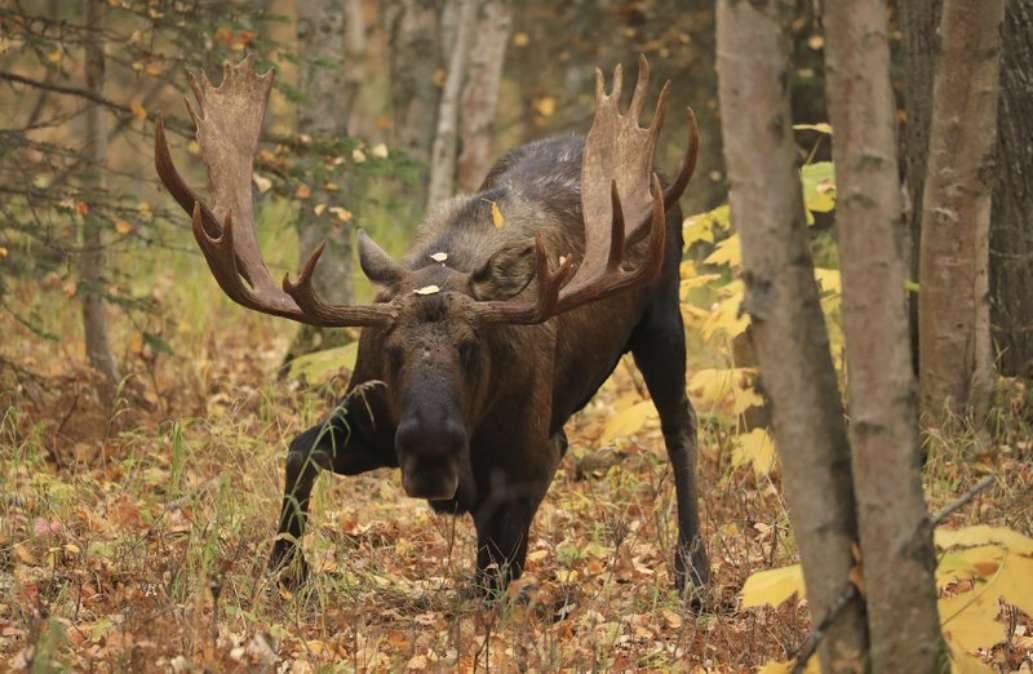Alaska Moose Hunting by Fast River Freight