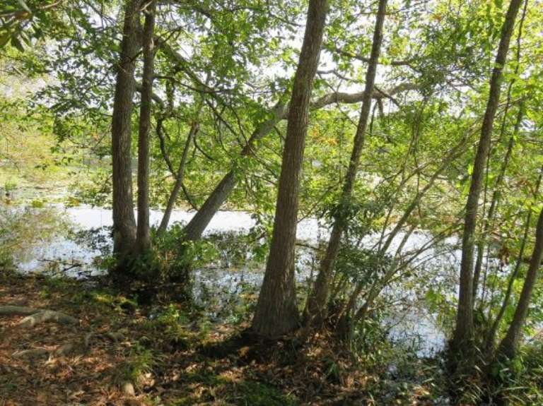 Gordonia Altamaha State Park